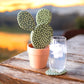 Cactus coaster