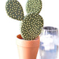 Cactus coaster