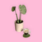 Houseplant Coasters