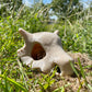 Cubone Skull